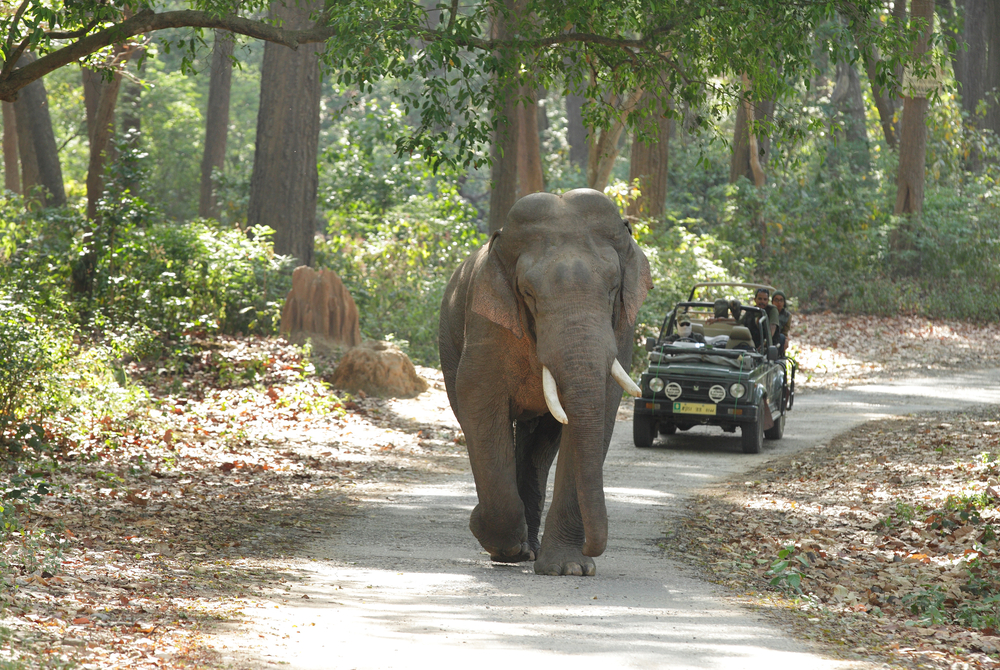 Jim Corbett National Park
