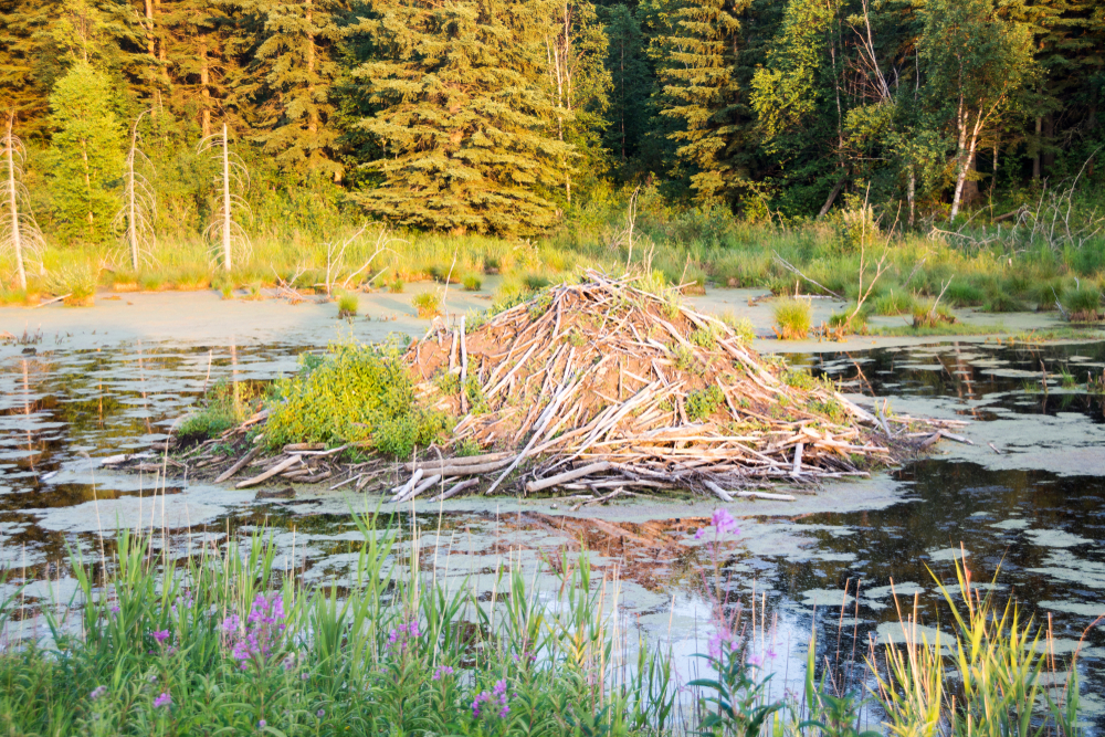 Elk Island National Park