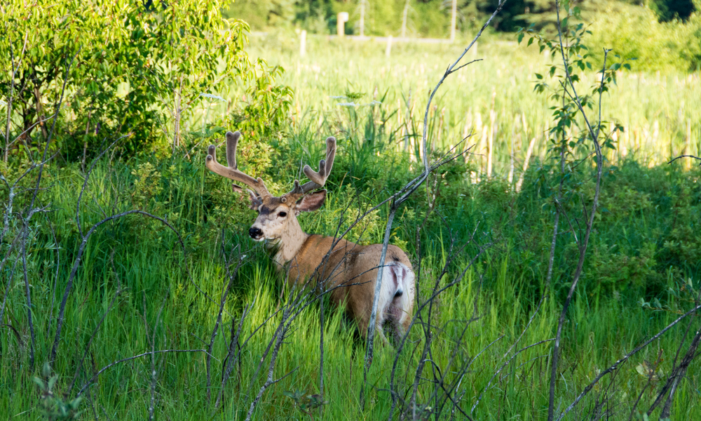 Elk Island National Park