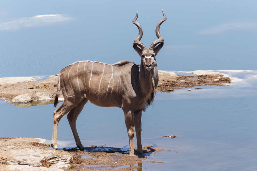 Etosha National Park
