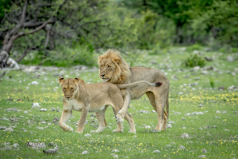Etosha National Park