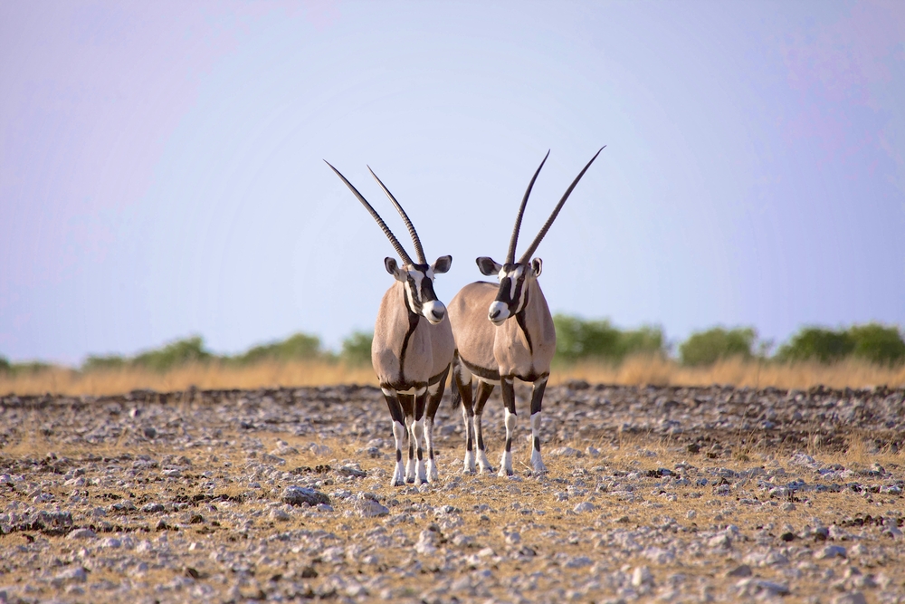 Etosha National Park
