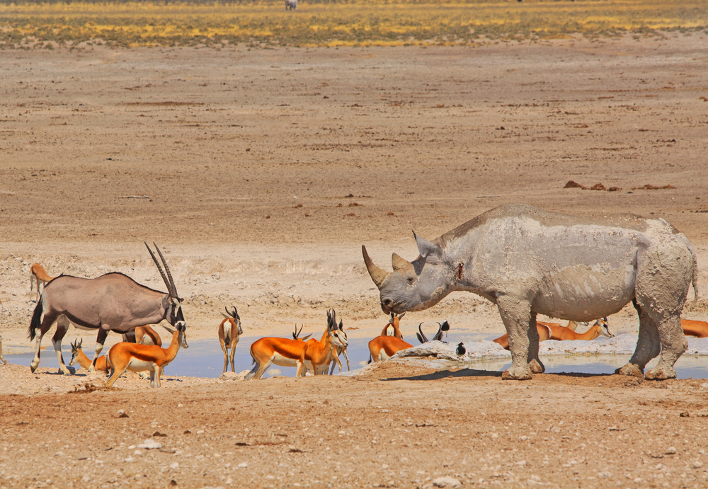 Etosha National Park