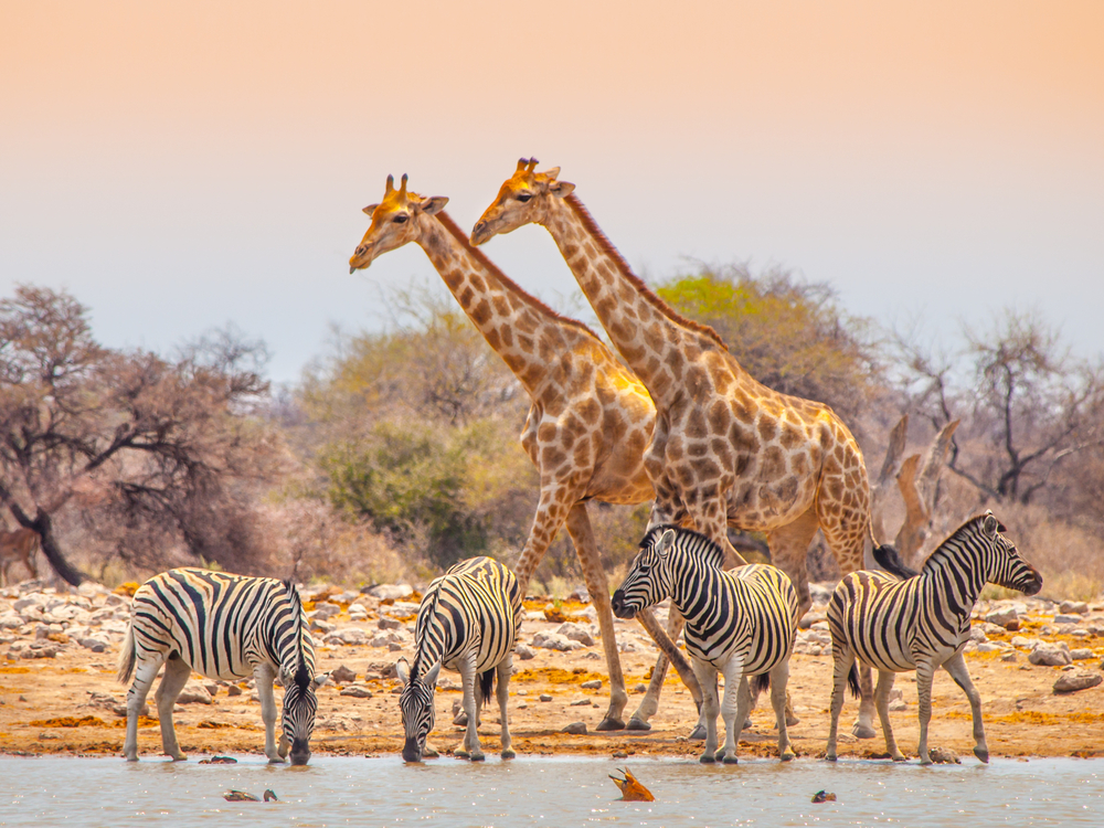 Etosha National Park