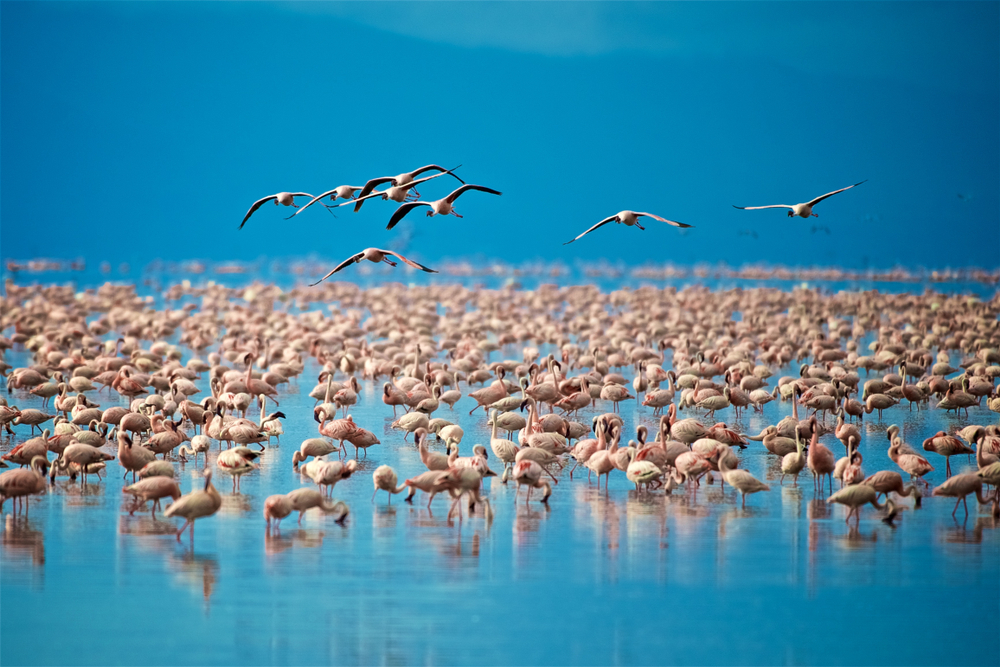 Lake Manyara National Park