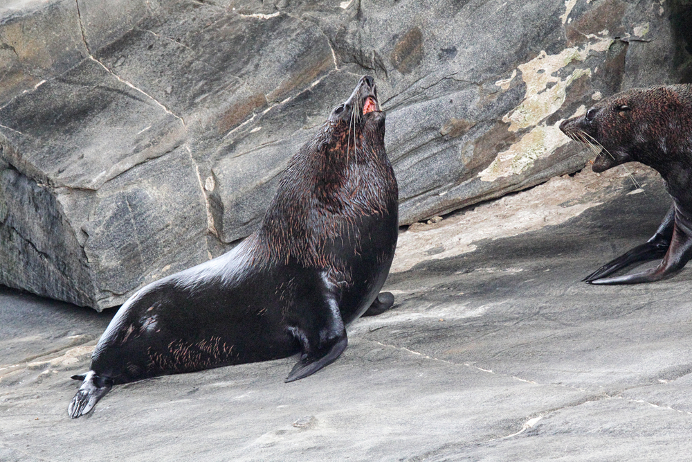 Flinders Chase National Park