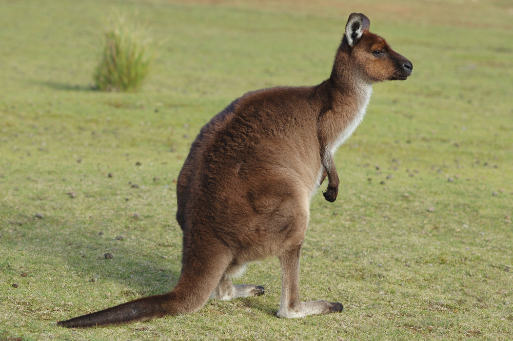 Flinders Chase National Park