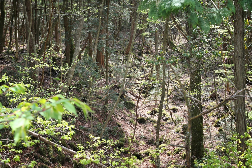 Fuji-Hakone-Izu National Park