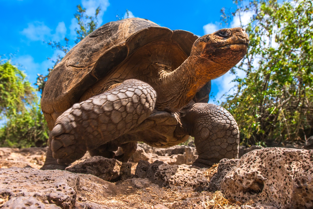 Galapagos National Park