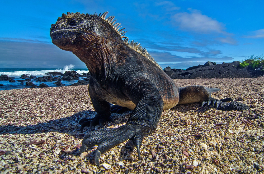 Galapagos National Park