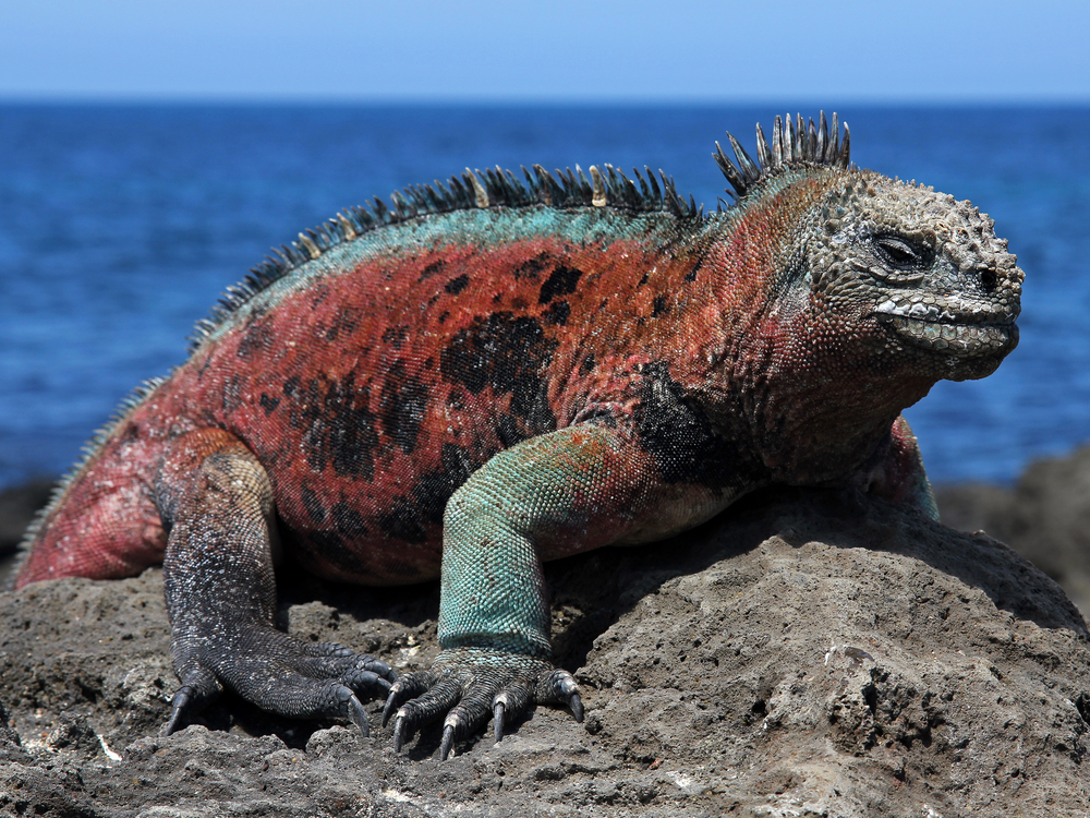 Galapagos National Park