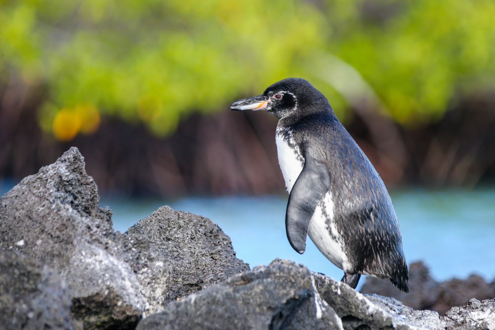 Galapagos National Park