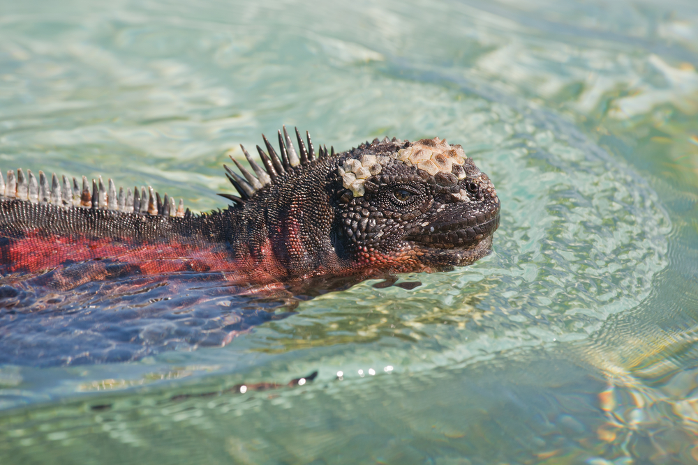 Galapagos National Park