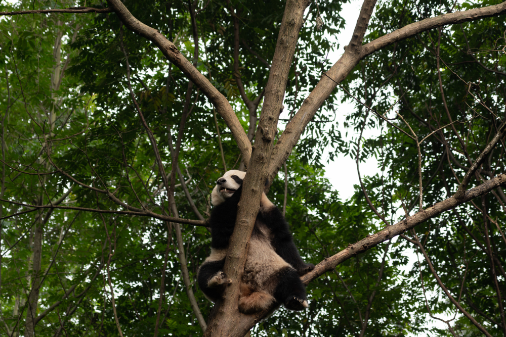 Giant Panda National Park