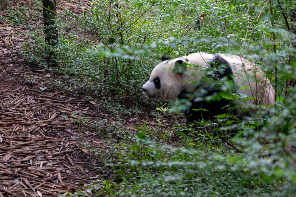 Giant Panda National Park