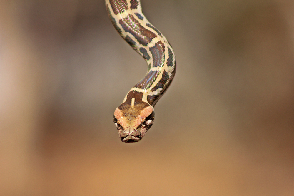 Gir Forest National Park