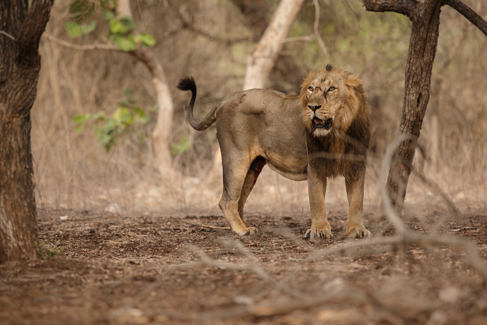 Gir Forest National Park