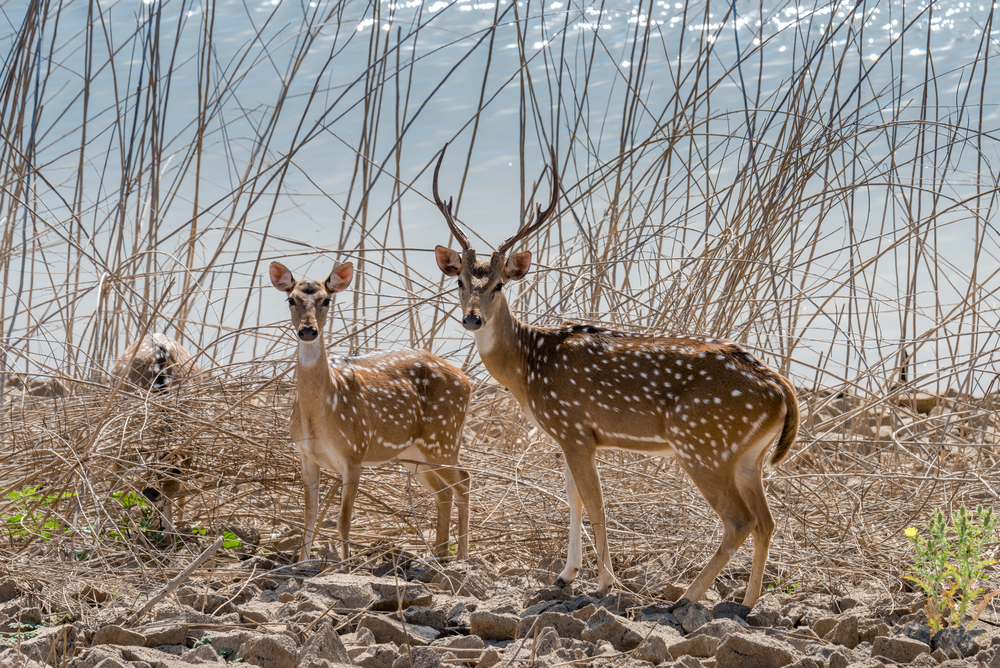 Gir Forest National Park