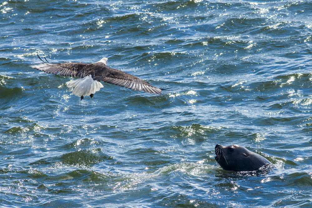 Glacier Bay National Park