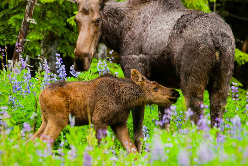Glacier Bay National Park