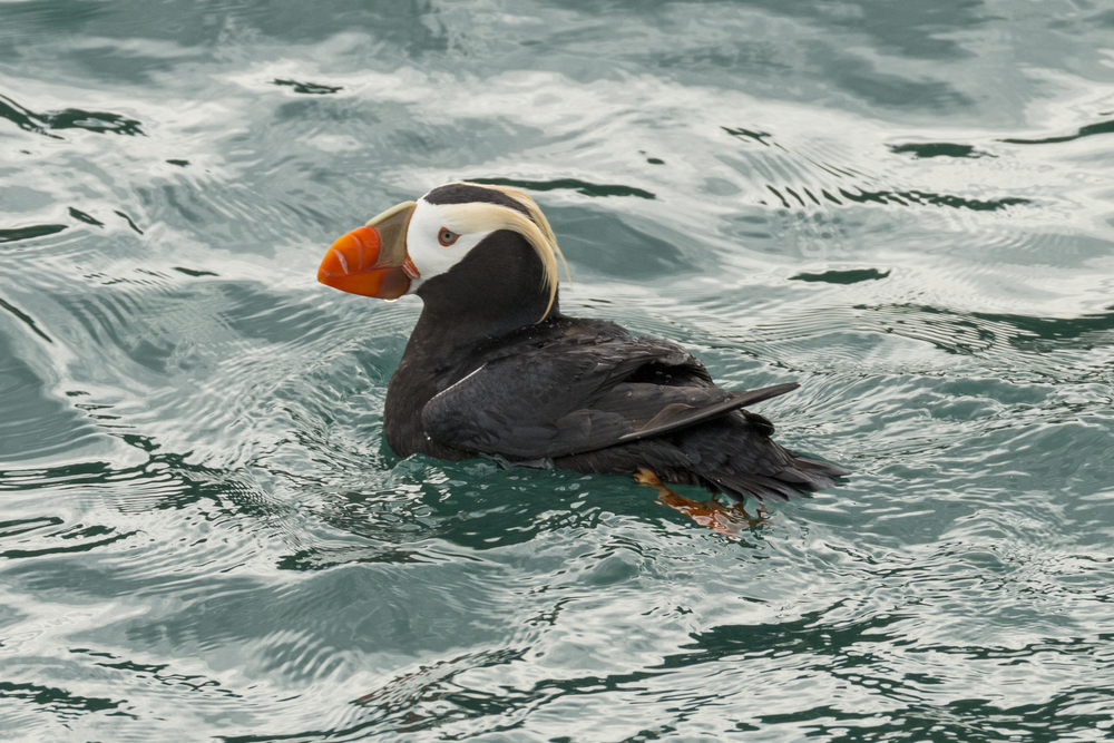 Glacier Bay National Park