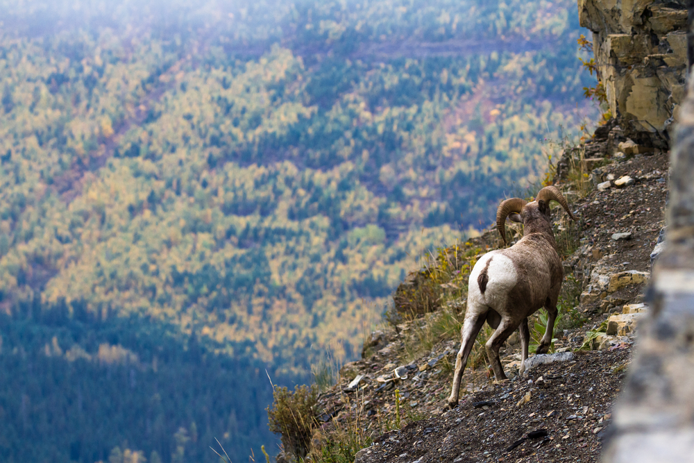 Glacier National Park