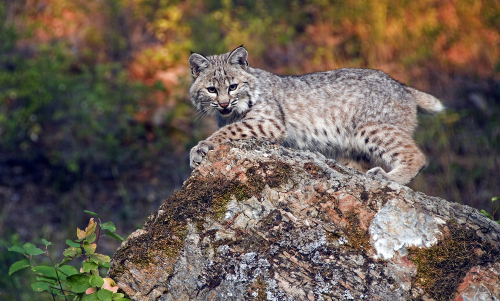 Glacier National Park (Canada)