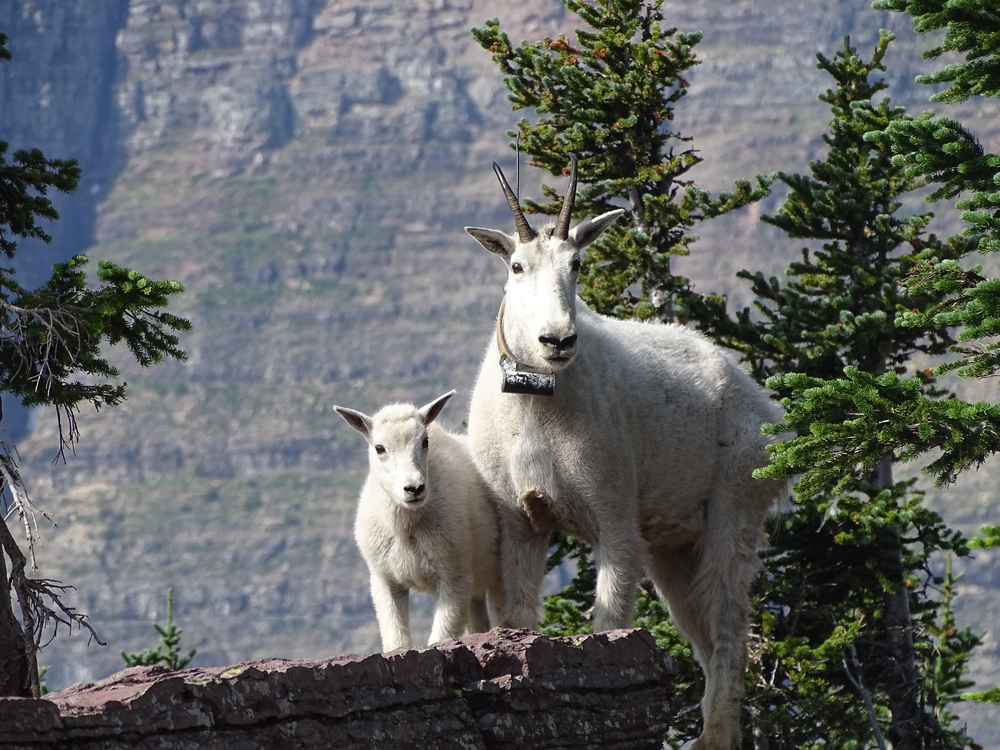 Glacier National Park (Canada)