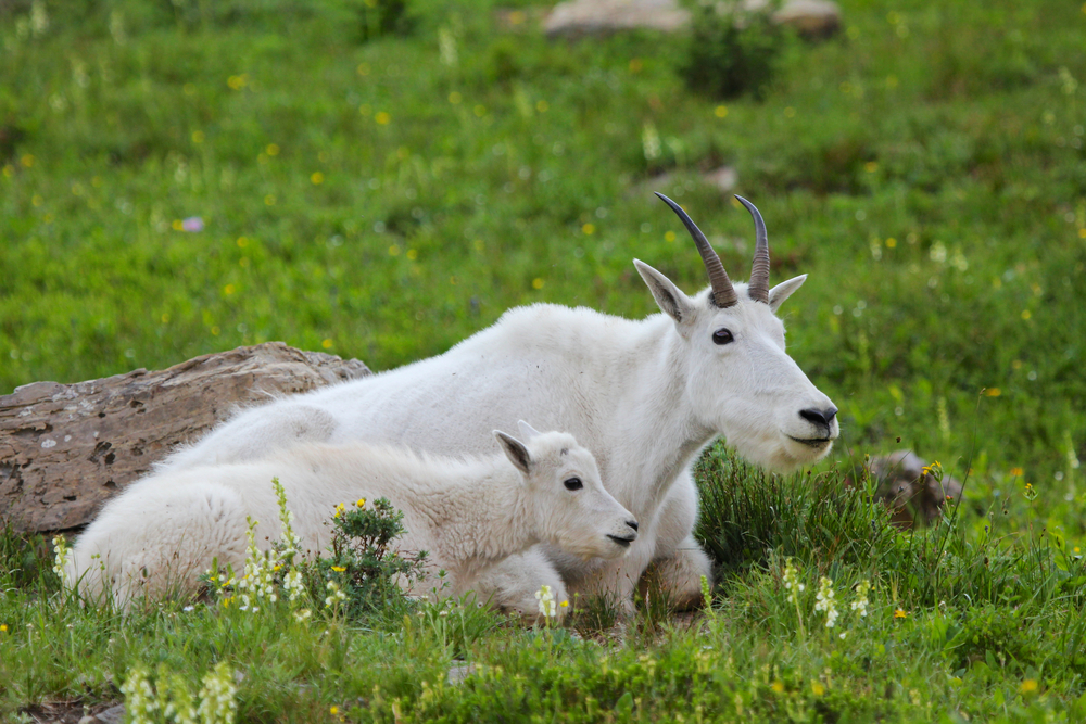 Glacier National Park