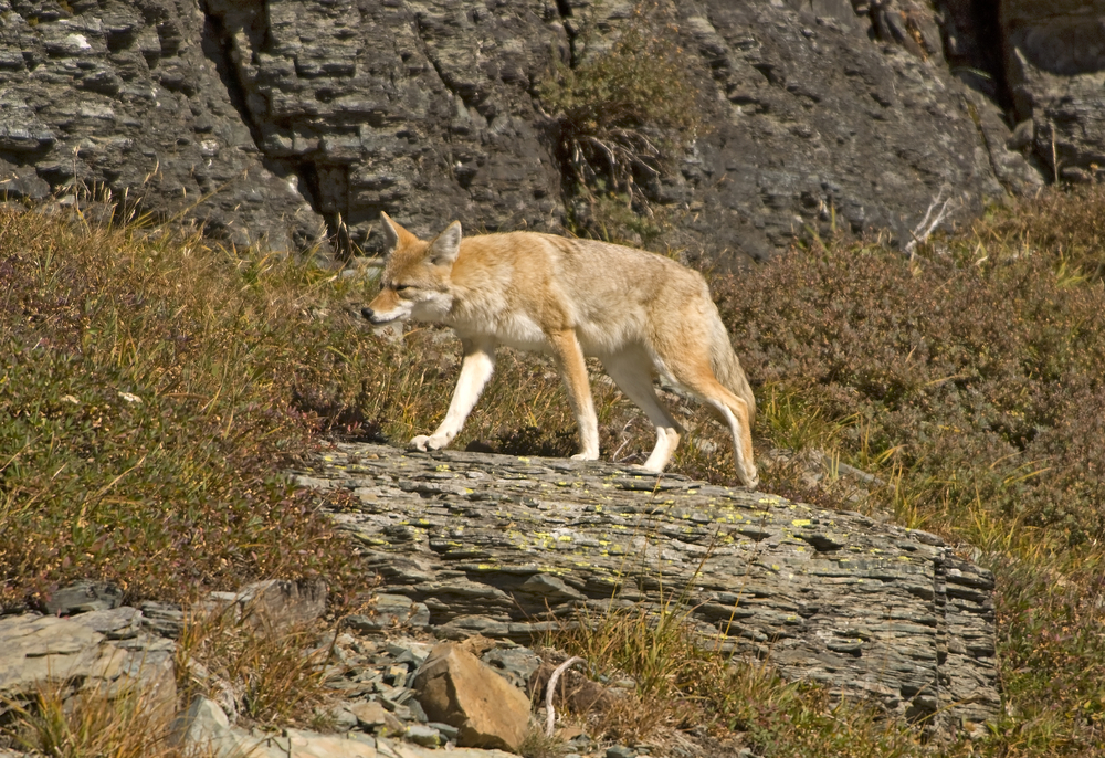 Glacier National Park