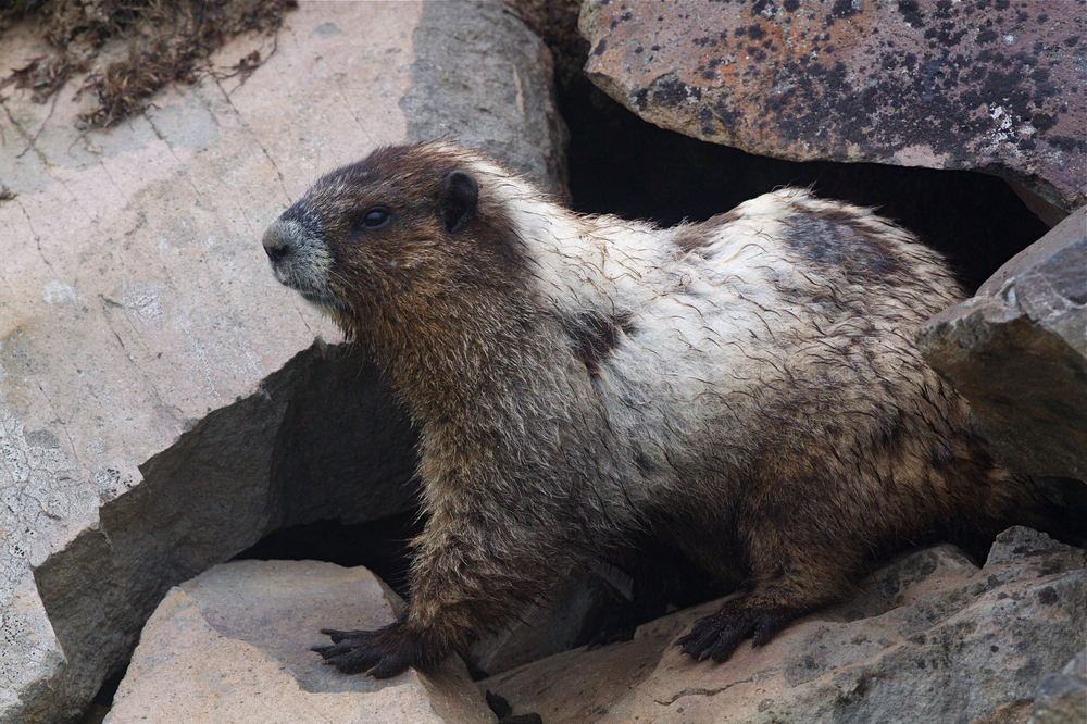 Glacier National Park
