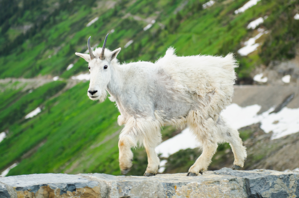 Glacier National Park
