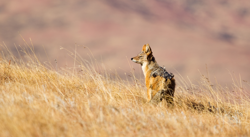 Golden Gate Highlands National Park