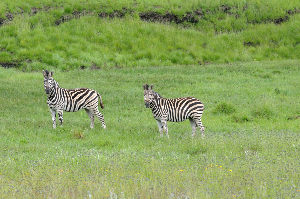 Golden Gate Highlands National Park