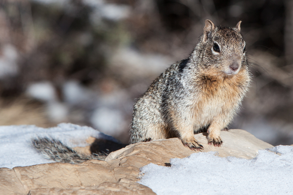 Grand Canyon National Park