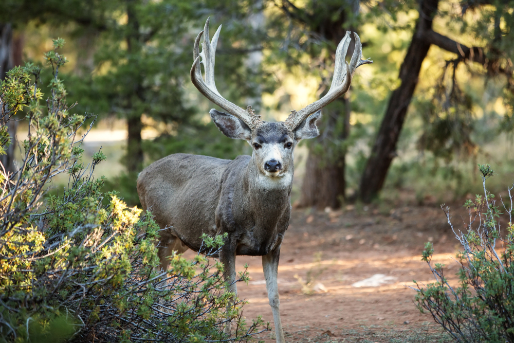Grand Canyon National Park