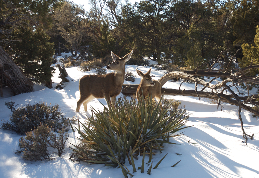 Grand Canyon National Park