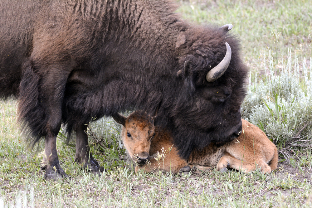 Grand Teton National Park