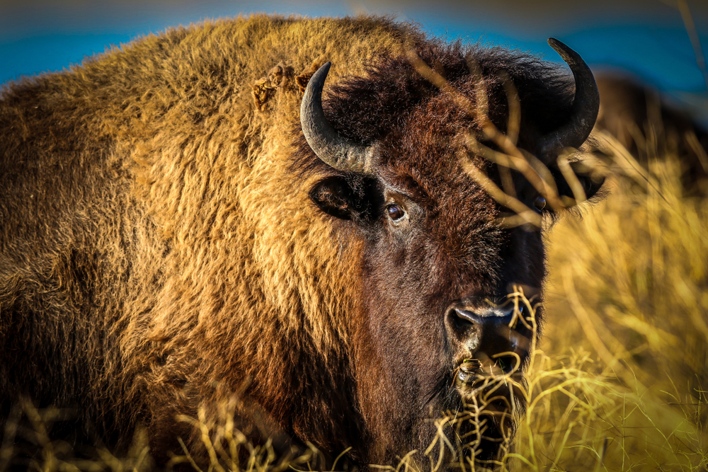 Grand Teton National Park