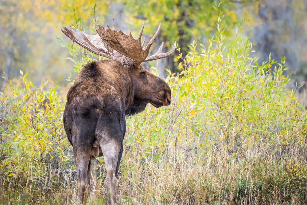 Grand Teton National Park