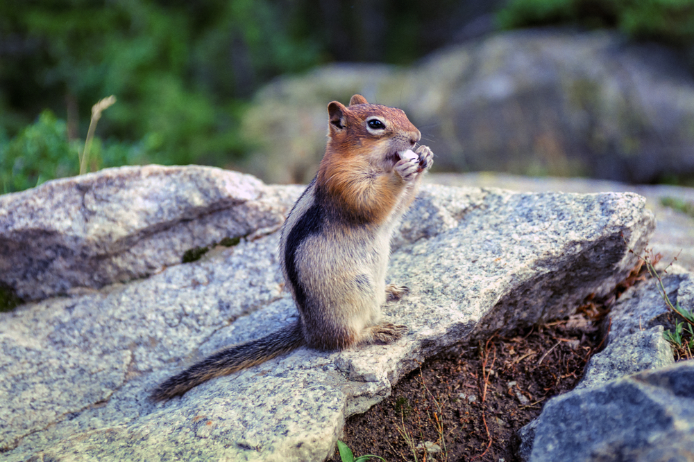 Grand Teton National Park