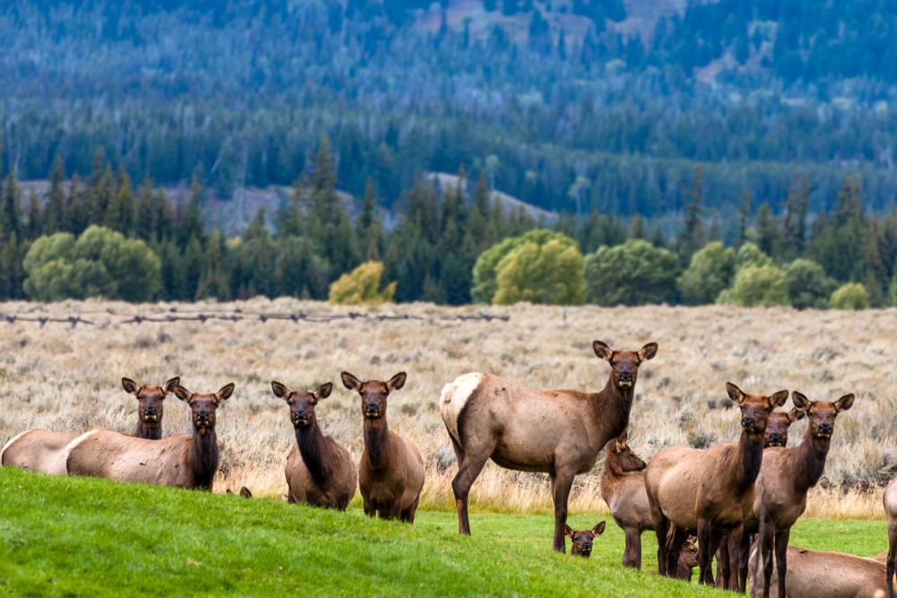 Grand Teton National Park