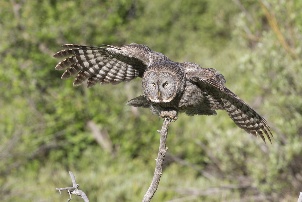 Grand Teton National Park