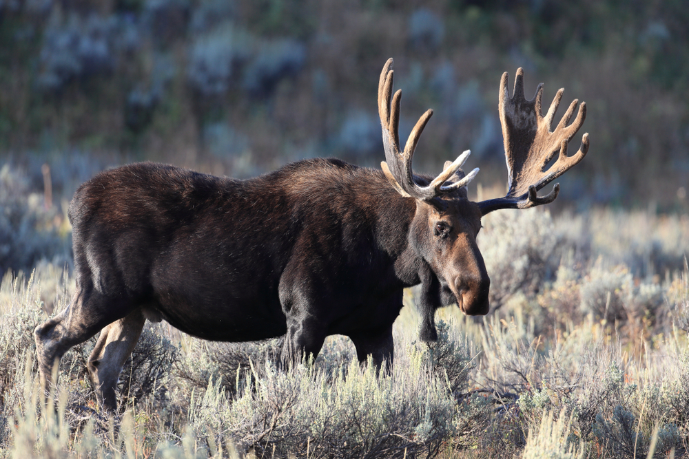 Grand Teton National Park