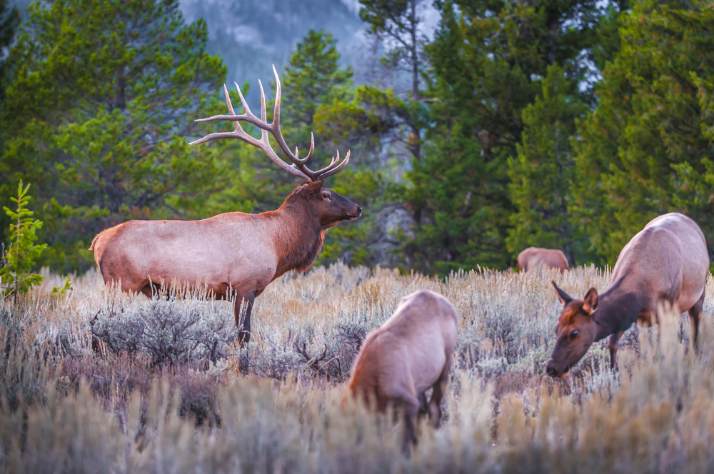 Grand Teton National Park