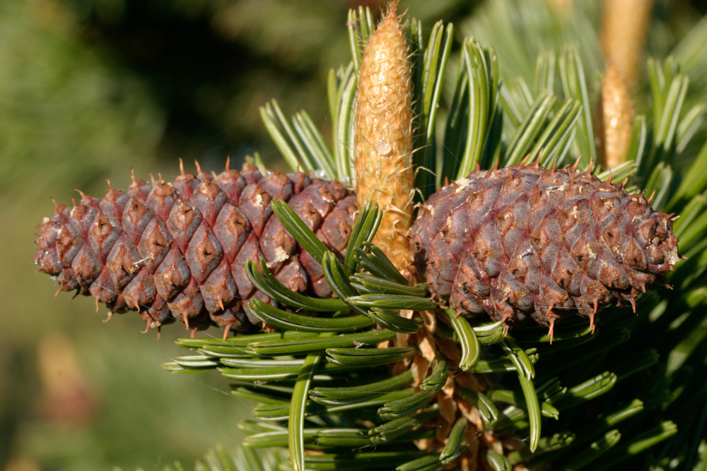 Great Basin National Park