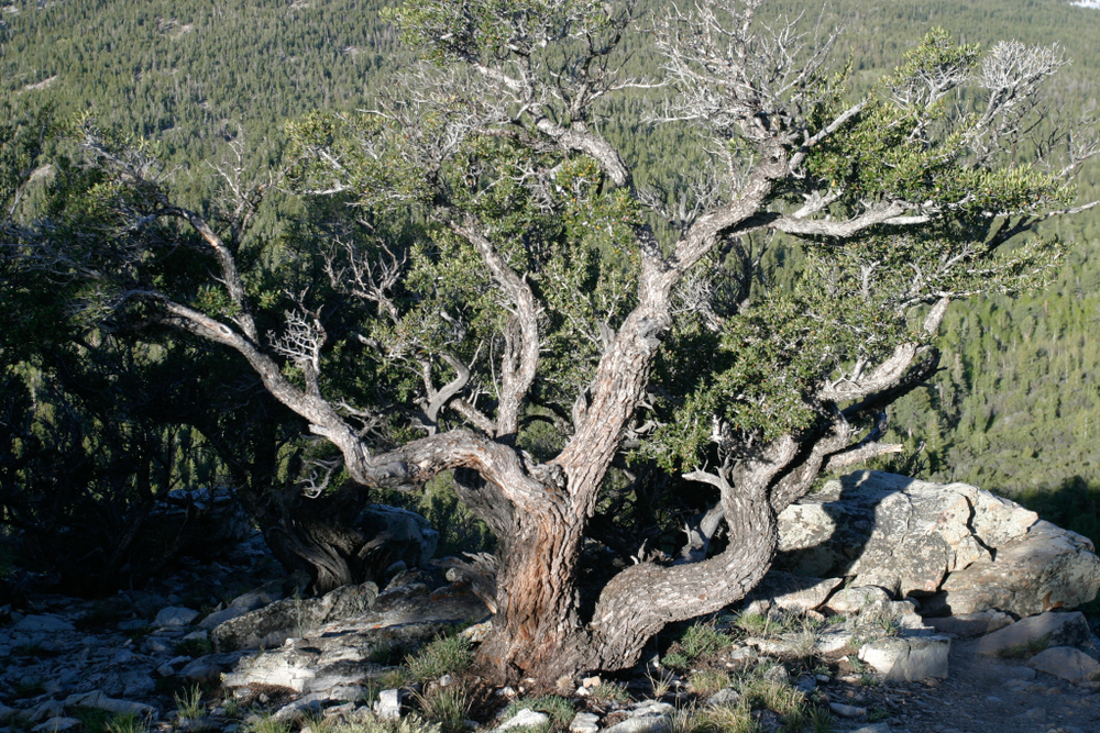 Great Basin National Park