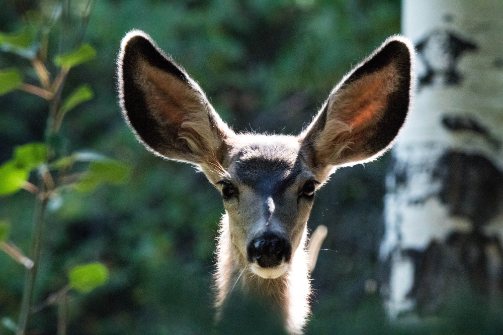 Great Basin National Park