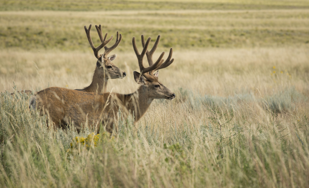 Great Sand Dunes National Park