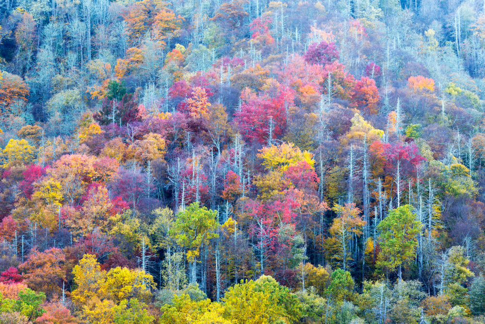 Great Smoky Mountains National Park
